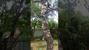 Кошка ловит белку