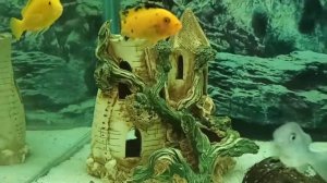 цихлидник 300 литров