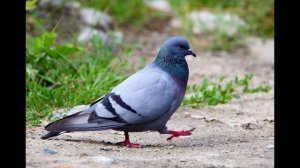 Пение птиц - Голубь