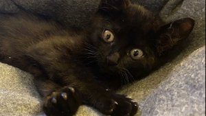 Новости про котенка с грыжей
