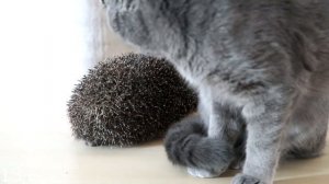 Встреча ёжика с кошечками | Meeting a hedgehog with cats