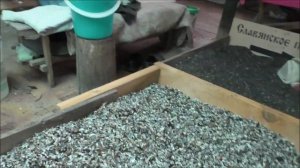 Заготовка речной ракушки курам