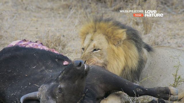 Легенды / Герои дикой природы / Wildlife Icons Серия 8 Пожиратели объедков / Life in the Leftovers