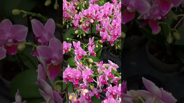 #10 Phalaenopsis Orchids - Small Pink