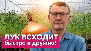 КАК ВЫРАСТИТЬ ГИГАНТСКИЙ ЛУК ИЗ СЕМЯН? Сеем лук Эксибишен на рассаду без пикировки