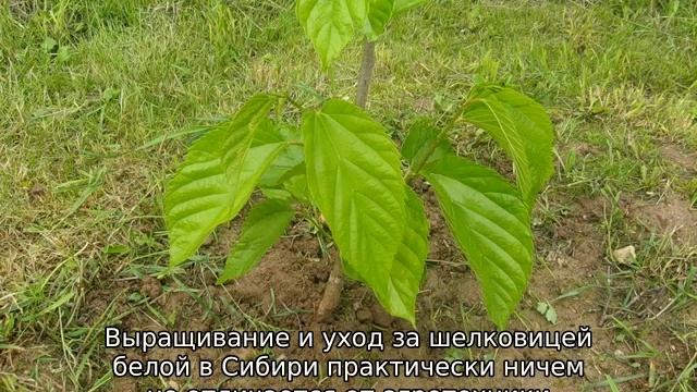 Шелковица на Урале: посадка и уход
