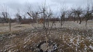 обрезка молодой сливы весной