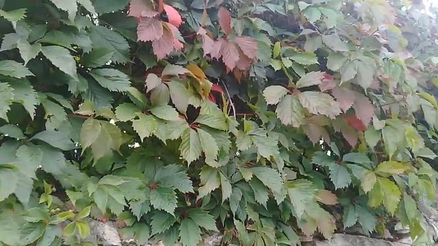 Вьющееся растение на каменном заборе - дикий виноград смотреть онлайн