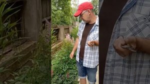 Астильба в рубрике #_азбука_цветов_ с Павлом Горбенко. Советы  по уходу и посадке