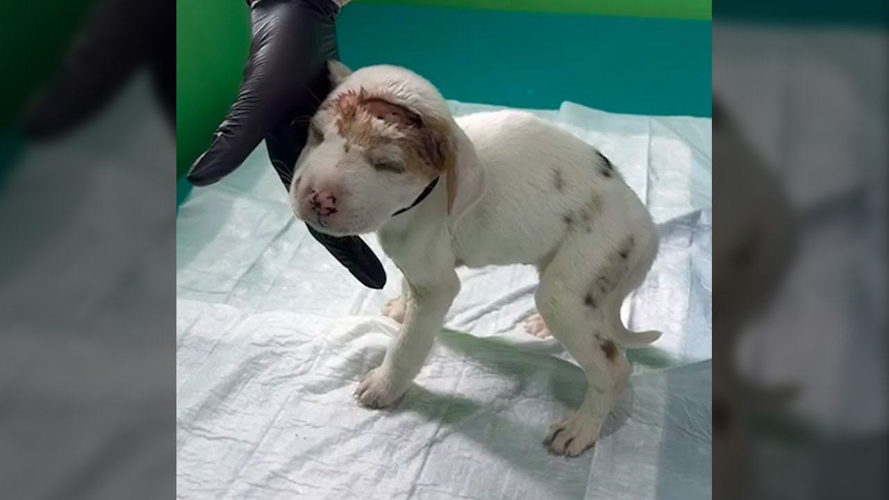 Черви едят щенка заживо! Спасение щенка с ужасными травмами!
