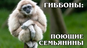 БЕЛОРУКИЙ ГИББОН: Идеальный поющий семьянин | Интересные факты про гиббонов, приматов и животных