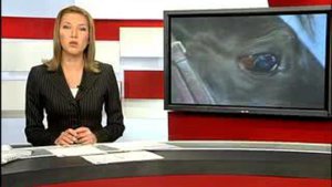 Русская верховая. В Рязани возрождают самую красивую породу лошадей