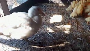 Примет ли индоутка утят из инкубатора