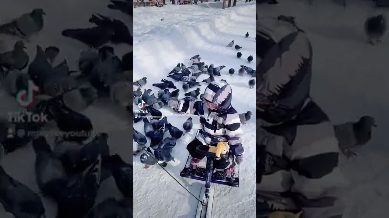 Маша и голуби! #marylike #топ #хочуврек #голуби #acdc #shorts смотреть онлайн