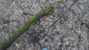Выехали в лес покопать металла.