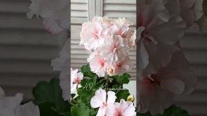 Сортовые Пеларгонии цветение.