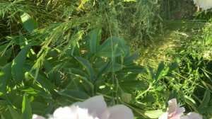 Paeonia 'Pink Tinkerbelle' ( Krekler/Roy G. Klehm) -  канал ЮТУБ :  ПІВОНІЇ - ВСЕ ПРО НИХ