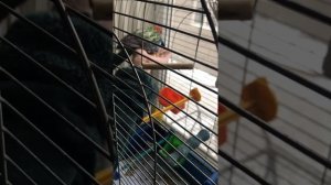Приручаем розеллу к рукам