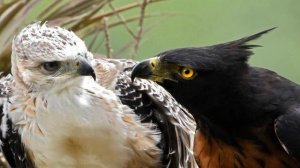 Как охотится орел?