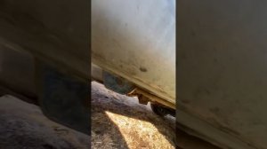 Покупка делики , на что обращать внимание