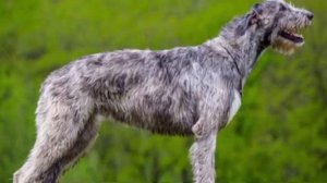 ИРЛАНДСКИЙ ВОЛКОДАВ против РУССКОЙ ПСОВОЙ БОРЗОЙ / КТО ПОБЕДИТ ?