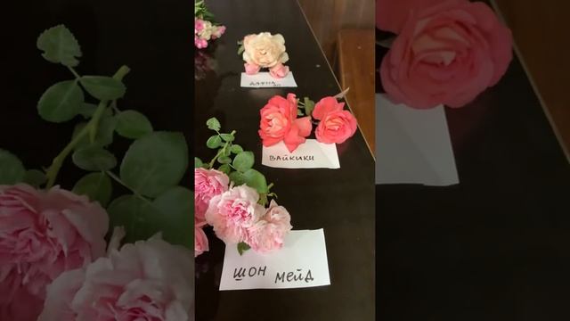 Обзор сортов в розово-коралловой гамме?питомник maryroses.ru? смотреть онлайн