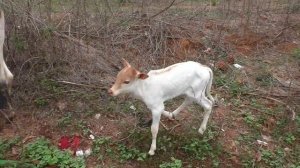 КАЧАЮСЬ В ГОА. КАК ЕЗДИТЬ В ГОА БЕЗ ПРАВ? ЦЕНЫ НА ПРОДУКТЫ В ГОА. ИНДИЯ.