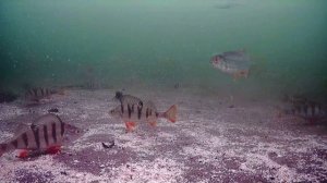 Где вся рыба живет? Белоярское водохранилище. Зеленый забор. Подводная съемка.