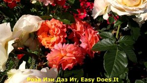 Надежные сорта роз - роза Изи дас Ит, Гольдэльзе и Роза 4х ветров.