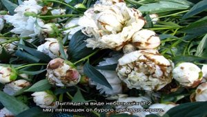 Болезни пионов: методы лечения заболеваний, профилактика и борьба с вредителями