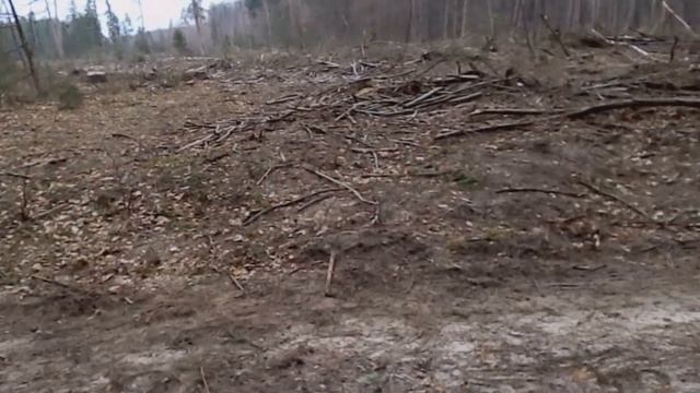 Гуляем в лесу, играем с собакой возле ручья смотреть онлайн