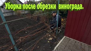 Уборка после обрезки винограда.