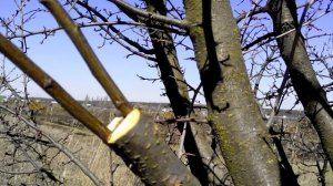 Как привить сливу :: как правильно прививать сливу  в расщеп.