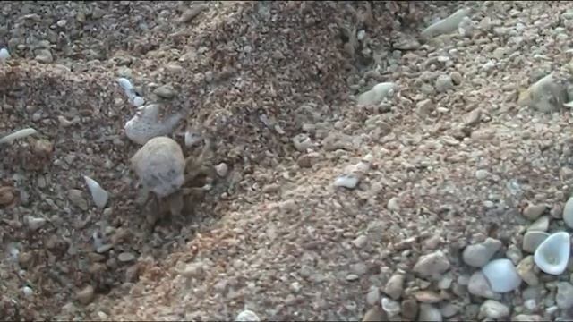 Бегающая ракушка на берегу Красного моря. смотреть онлайн