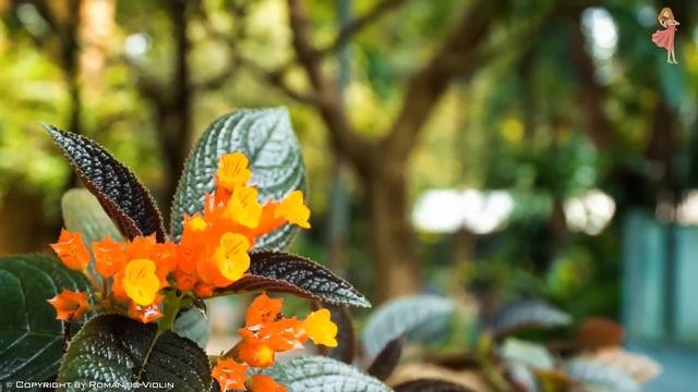 2 hours Beautiful Violin Music for Stress Relief | Soft Relaxing Romantic Melodies of Heaven смотреть онлайн