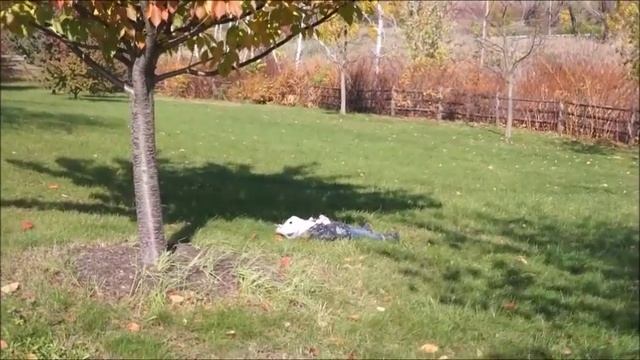 Черепаха Утонула! Тайная Жизнь Домашних Животных Гуляем с Максом Нью Йорк смотреть онлайн