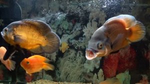 Аквариум 250 литров и его обитатели.