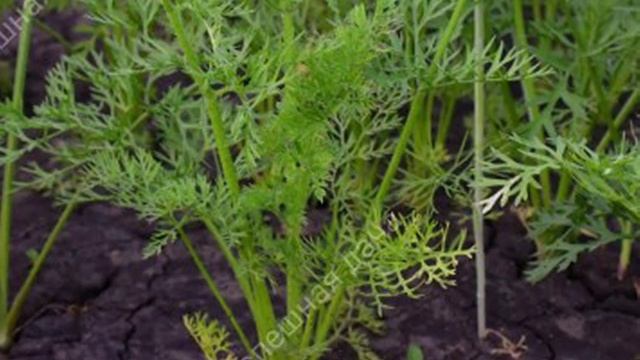 Подкормка которую я кладу в Бороздку при посадке Моркови, чтобы корнеплоды были Крупными