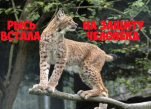 Рысь встала на защиту человека. Интересная история из жизни.