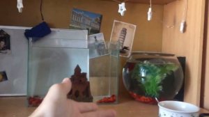 Новый аквариум для рыбки петушка! Улучшаем жилищные условия рыбки!