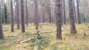 ЛЕС ПОДМОСКОВЬЯ.НОЯБРЬ.Приехали за можжевельником