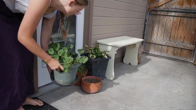 Summer Houseplant Care  Transitioning from Spring to Summer