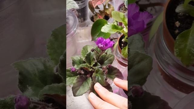 Фитильный полив для фиалок. Важное условие.