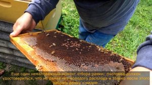 Как делают мёд. Как мед с улика попадает к нам на стол.