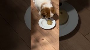 Как собак приучить есть овощи #лайфхак раскрыт ?