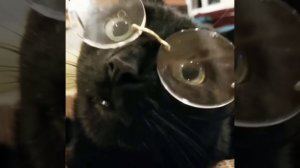 Приколы с котиками. Котики #56