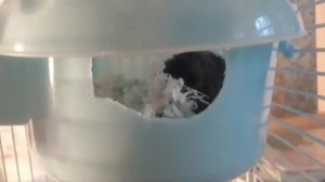 Болезни джунгарского хомяка