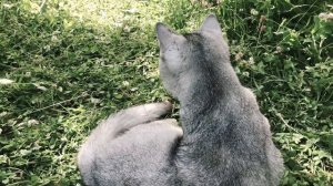 Киса первый раз на природе. Серебристая шиншилла. Скоттиш страйт