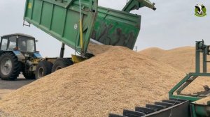 Зерноток. Сортировка зерна, ООО «Родина», г/о Воскресенск, Московская область