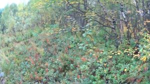 1 - Сходили в пеший поход на Старый карьер 68.929672° 33.087224° Кёкусинкай Карате. ЦСП «Тэнгу Про»